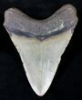 Megalodon Tooth - North Carolina #21312-2